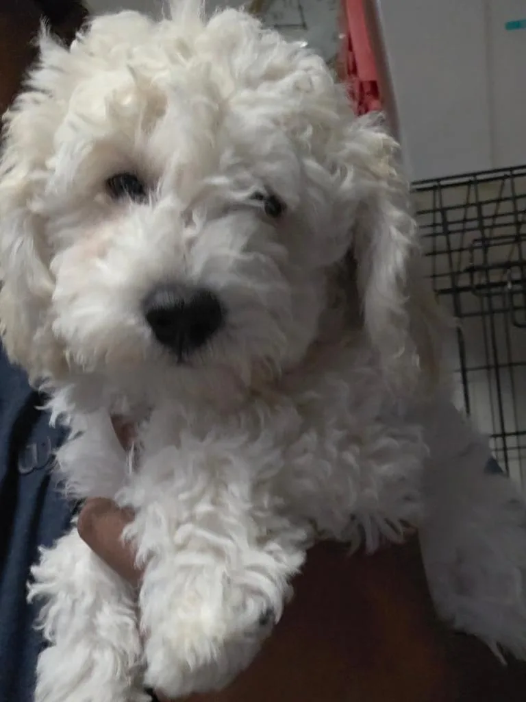 A baby small-sized male Poodle dog named Milo for adoption in Pahrump, NV
