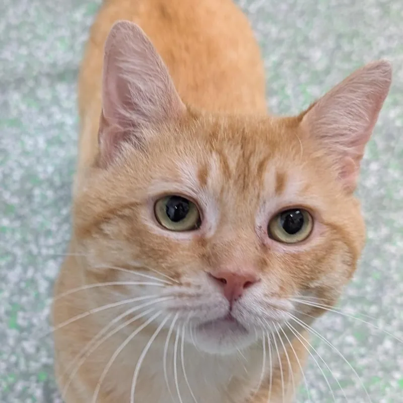 An adult large-sized male Orange / Red Domestic Short Hair cat named Chuzzlewit for adoption in Calverton, NY