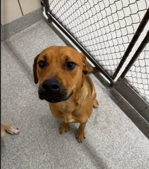 A young small-sized female Black Mouth Cur dog named Bell for adoption in Pasadena, TX