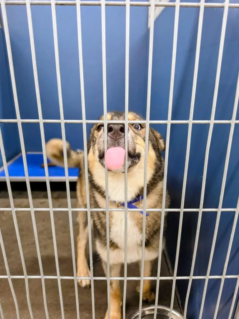 A young medium-sized female Mixed Breed dog named Roxy for adoption in Henderson, NC