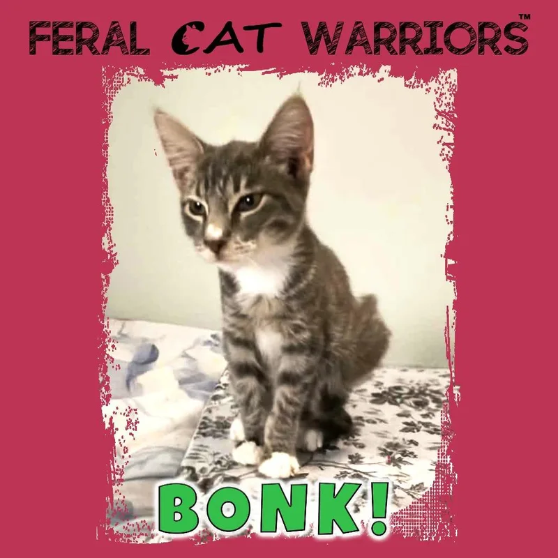 A baby small-sized male Gray / Blue / Silver Domestic Short Hair cat named Bonk! for adoption in Kingman, AZ