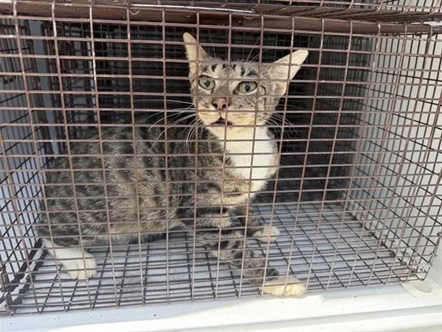 A young medium-sized female Domestic Short Hair cat named Sandy for adoption in Houston, TX