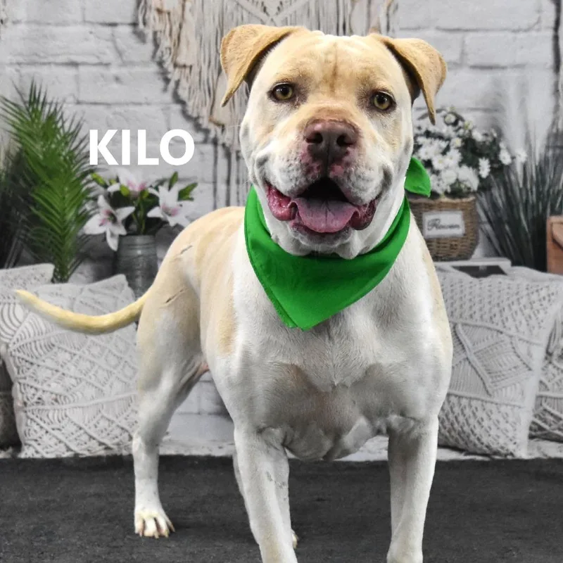 Kilo thumbnail 4