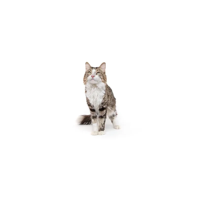 An adult medium-sized male Brown / Chocolate Domestic Short Hair cat named Vinny for adoption in Playa Vista, CA