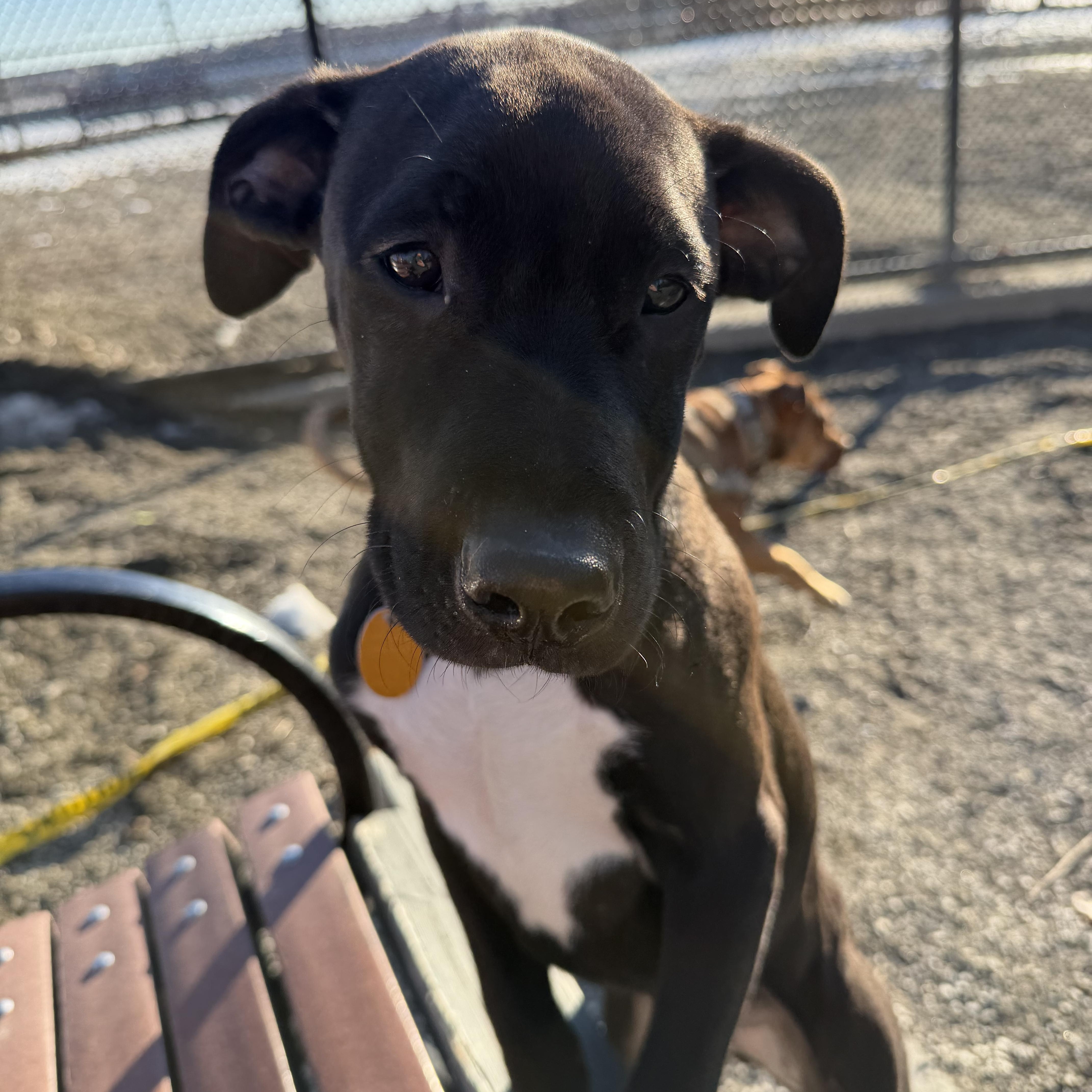 Licorice thumbnail 2