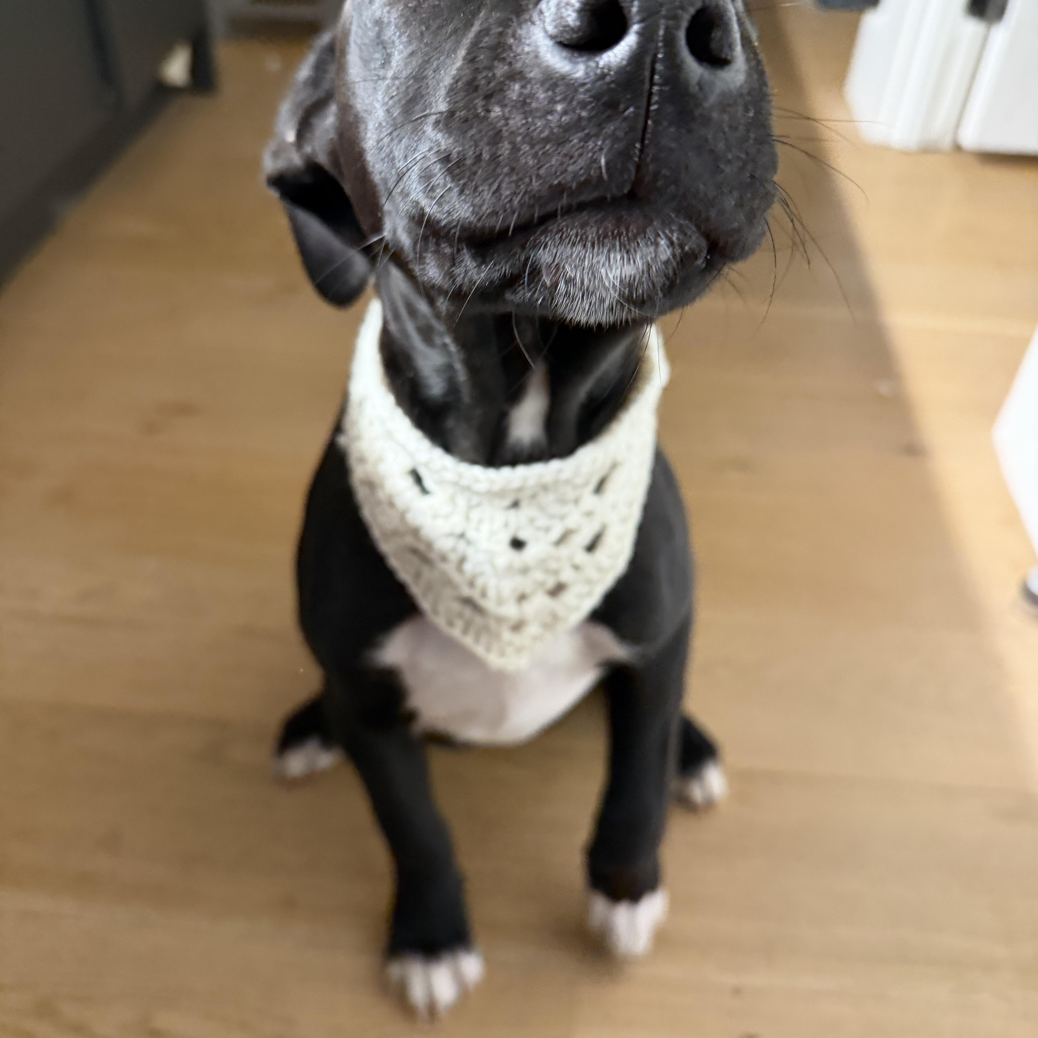 Licorice thumbnail 3