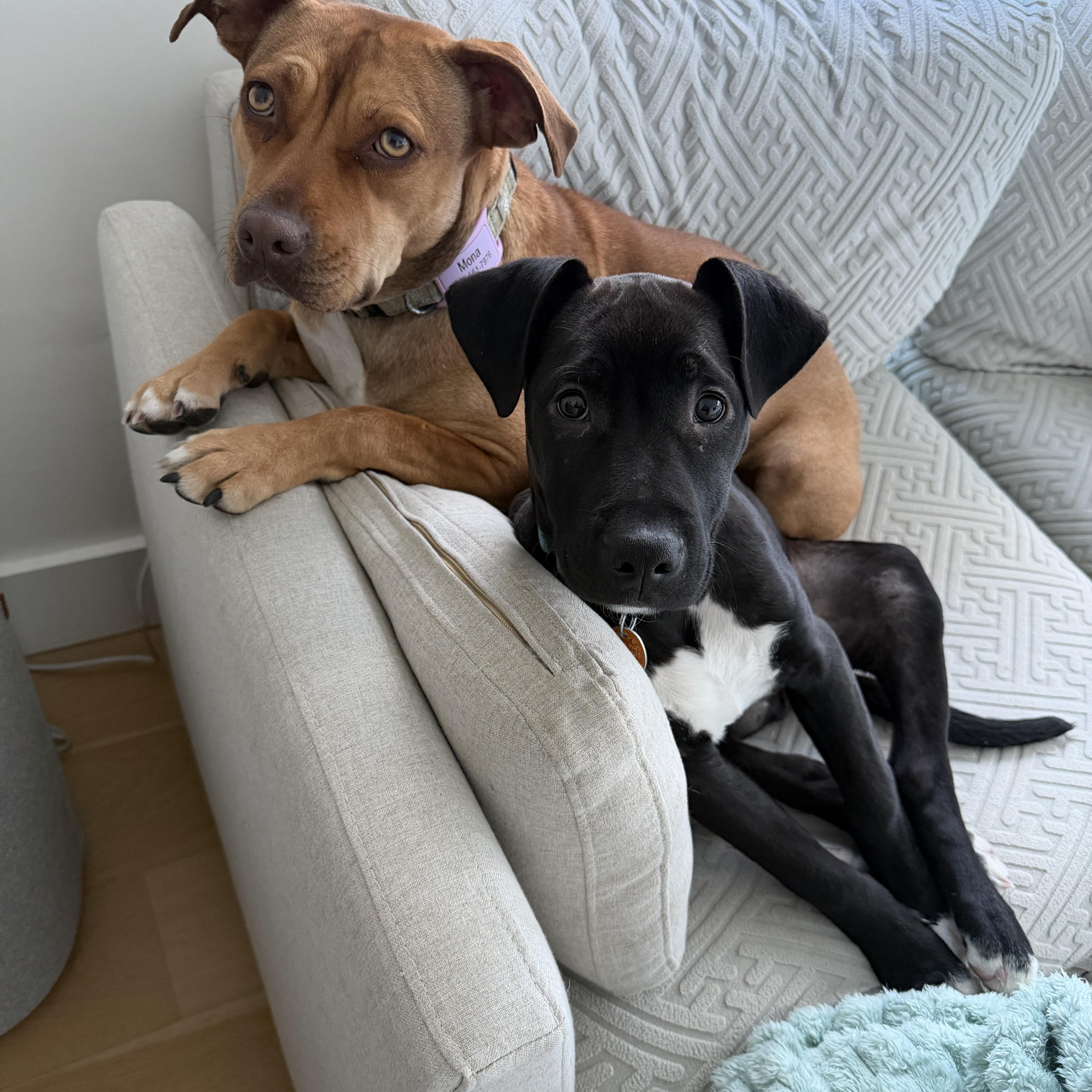 Licorice thumbnail 4