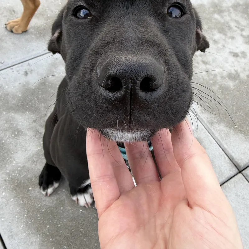 Licorice thumbnail 5