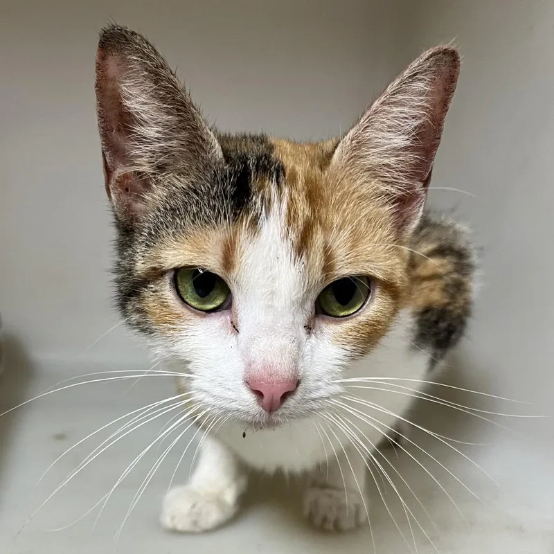 A young medium-sized female Calico Domestic Medium Hair cat named Monet for adoption in Birmingham, AL