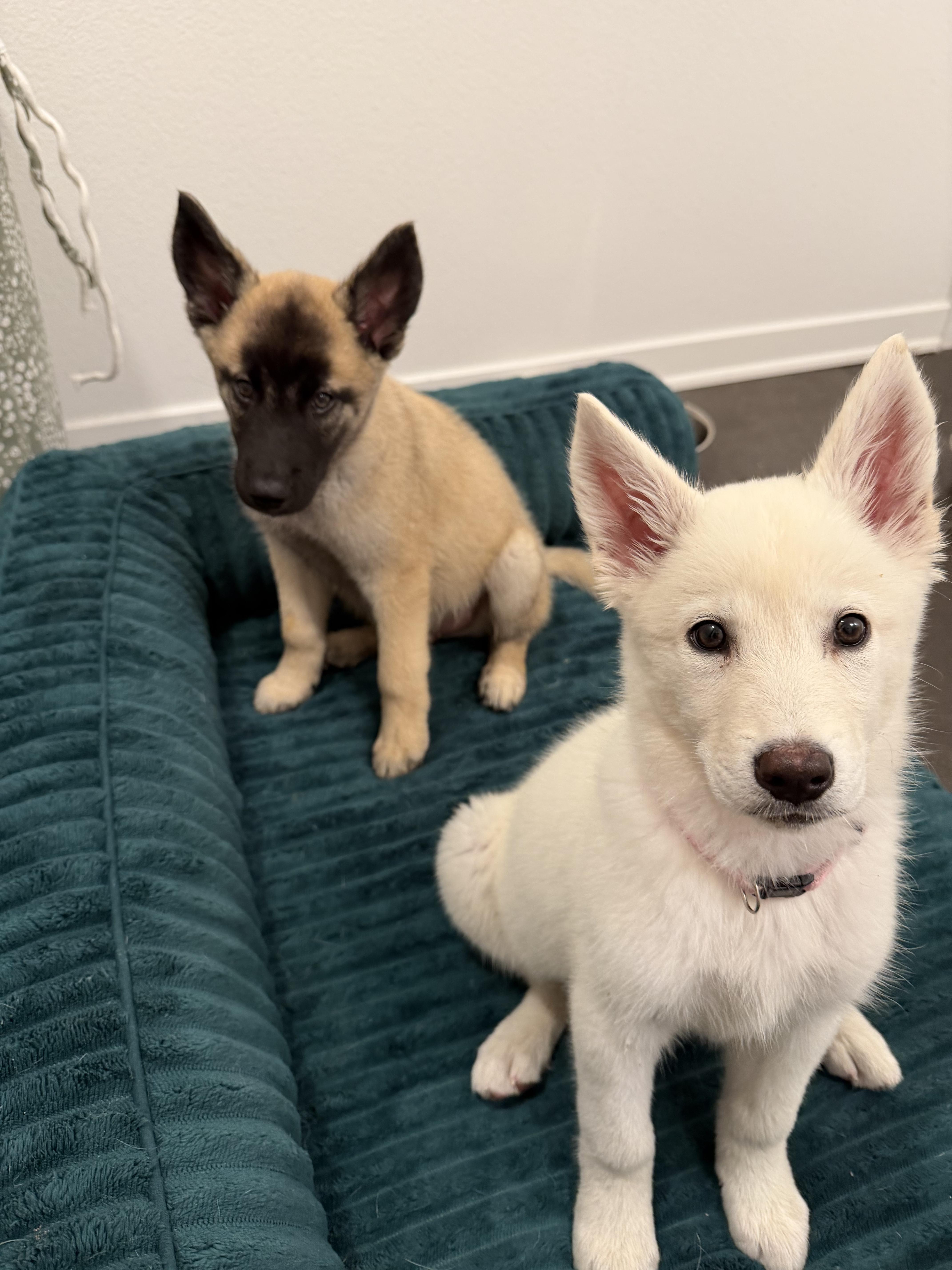 A baby small-sized female Shepherd dog named Chanel for adoption in santa monica, CA