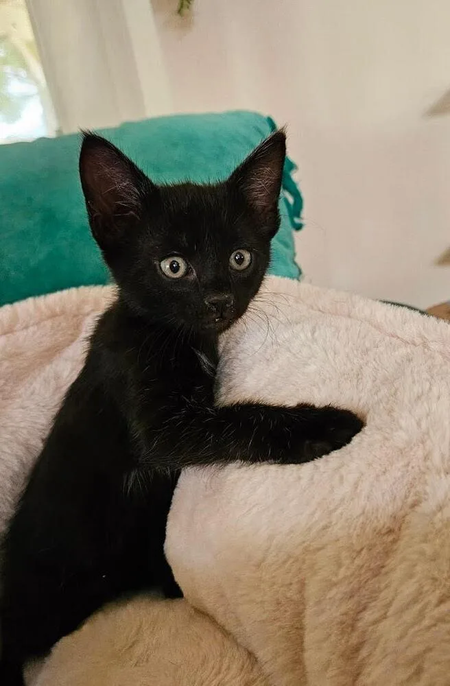A baby small-sized male Black Domestic Short Hair cat named Basil for adoption in Lancaster, CA