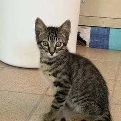 A baby large-sized male Tabby (Brown / Chocolate) Domestic Short Hair cat named Torin for adoption in Spring Valley, CA