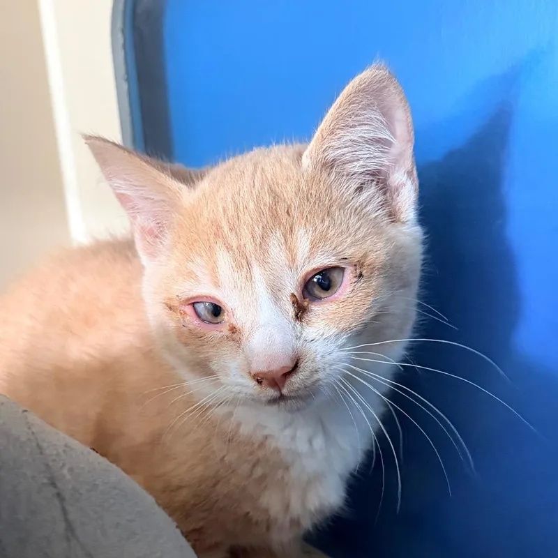 A baby small-sized female Orange / Red Domestic Short Hair cat named Gusher for adoption in Aldie, VA
