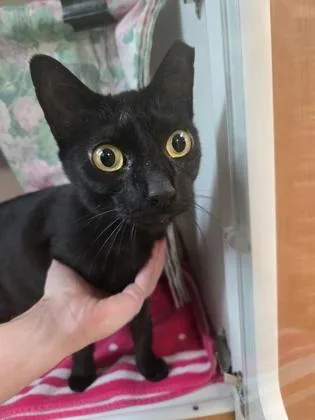 An adult medium-sized female Domestic Short Hair cat named Valentine for adoption in Savannah, GA