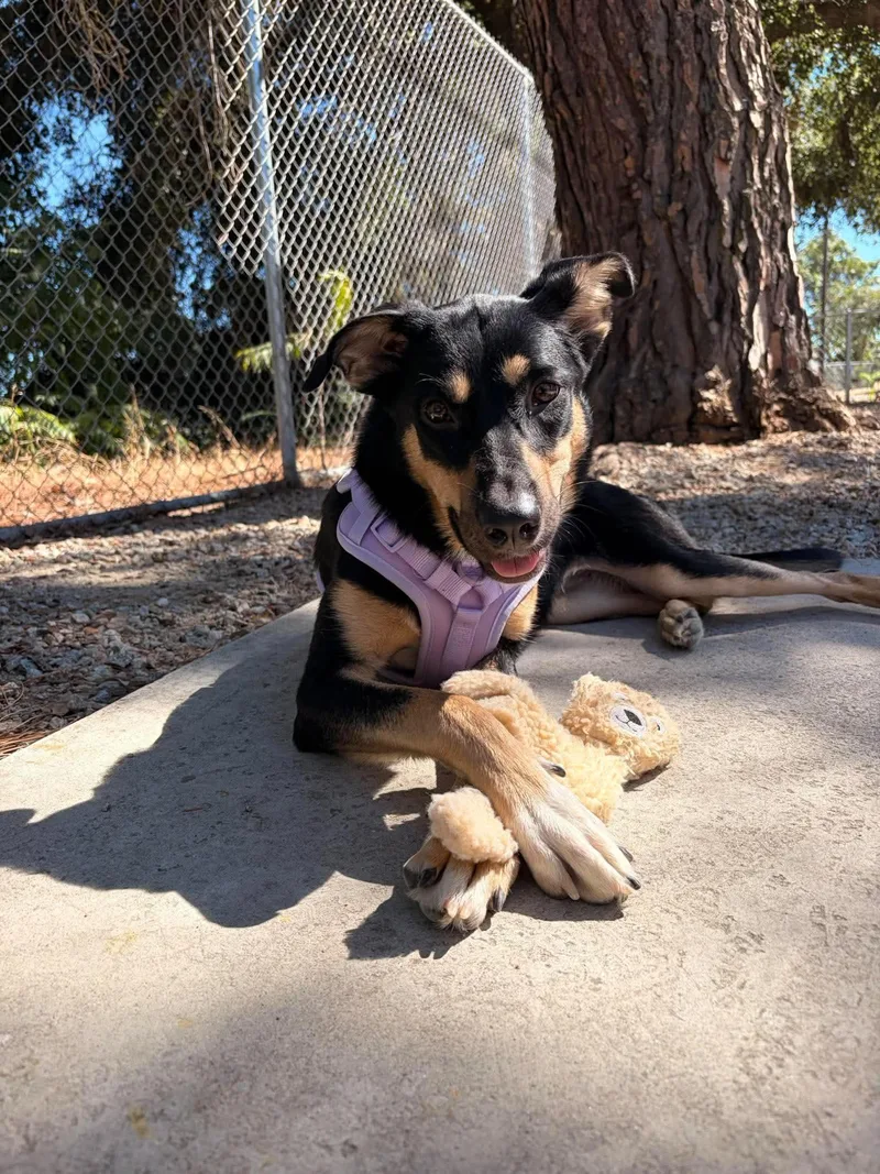 A baby medium-sized female Black German Shepherd Dog dog named Diamond for adoption in Hayward, CA