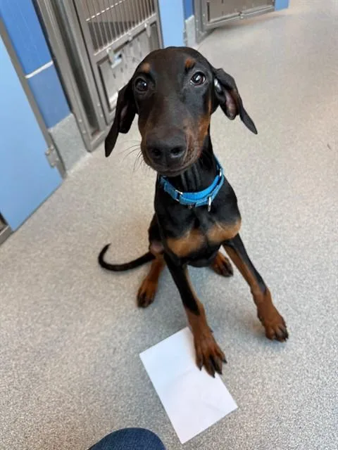 A baby medium-sized male Doberman Pinscher dog named Heirloom for adoption in Leesburg, VA