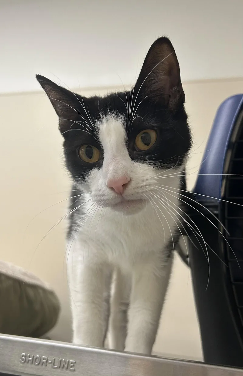 An adult medium-sized female Black & White / Tuxedo Domestic Short Hair cat named Abby for adoption in Arlington, VT