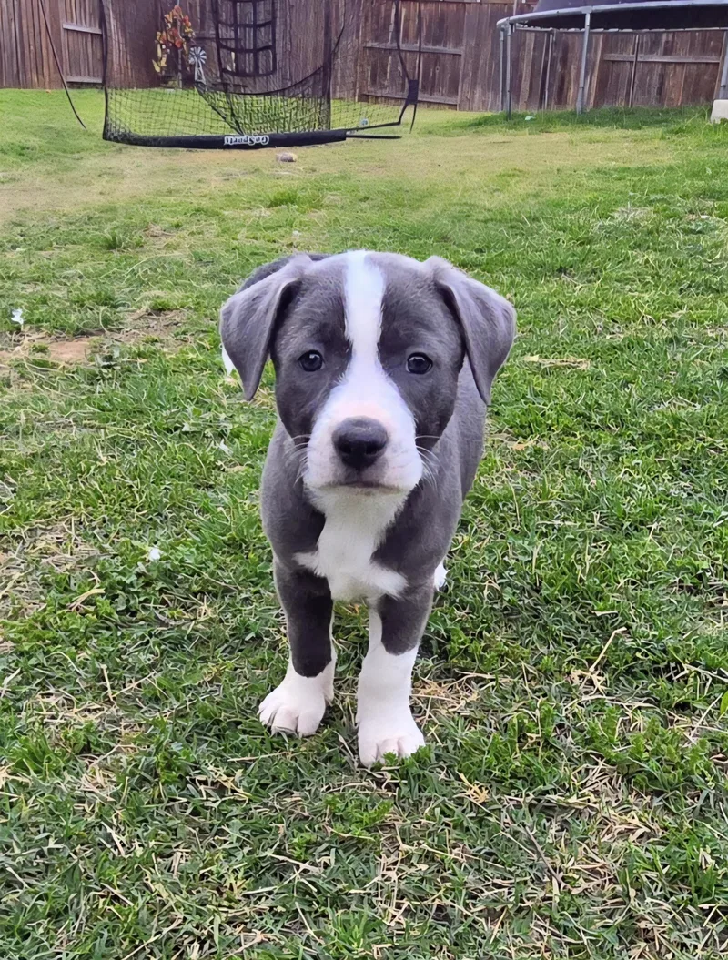 A baby medium-sized female Pit Bull Terrier dog named Trixie for adoption in Plano, TX