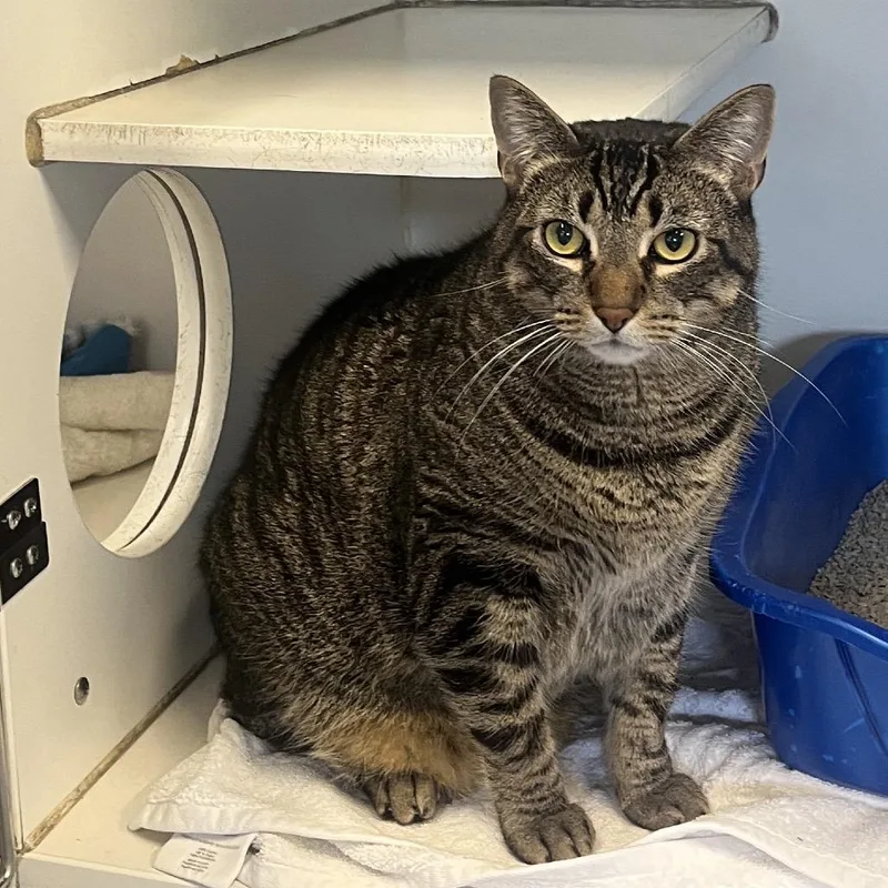 An adult extra large-sized male Brown / Chocolate Domestic Short Hair cat named Buckwheat for adoption in Hinsdale, IL