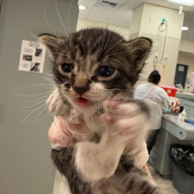 A baby small-sized male Brown / Chocolate Domestic Short Hair cat named Cookie Monster for adoption in Jacksonville, FL