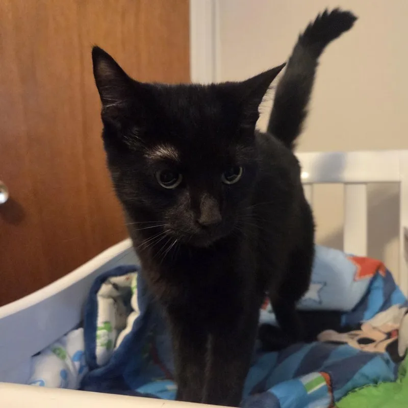 A young small-sized female Black Domestic Short Hair cat named Mocha for adoption in Philadelphia, PA