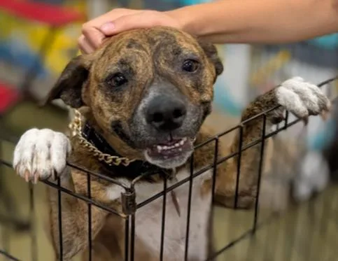 An adult medium-sized female Brindle Labrador Retriever dog named Brenda for adoption in Hartwell, GA