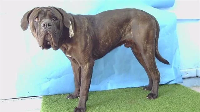A young extra large-sized male Cane Corso dog named Johnathan for adoption in Gardena, CA