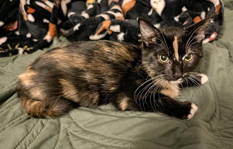 A baby small-sized female Domestic Short Hair cat named Veronica for adoption in tucson, AZ