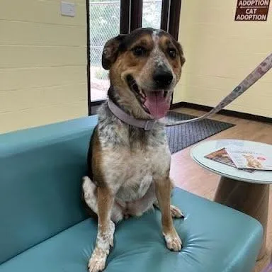 An adult medium-sized female Black Australian Cattle Dog / Blue Heeler dog named Malibu for adoption in Verona, VA