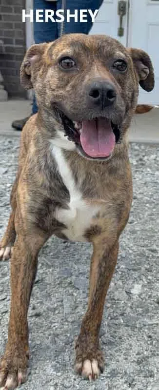 A young medium-sized female Brindle Labrador Retriever dog named Hershey for adoption in Washington, GA
