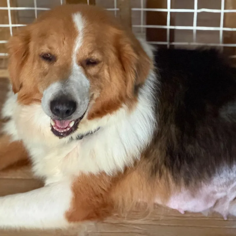 A senior large-sized female Red / Chestnut / Orange Shepherd dog named Brenda for adoption in Kansas City, MO