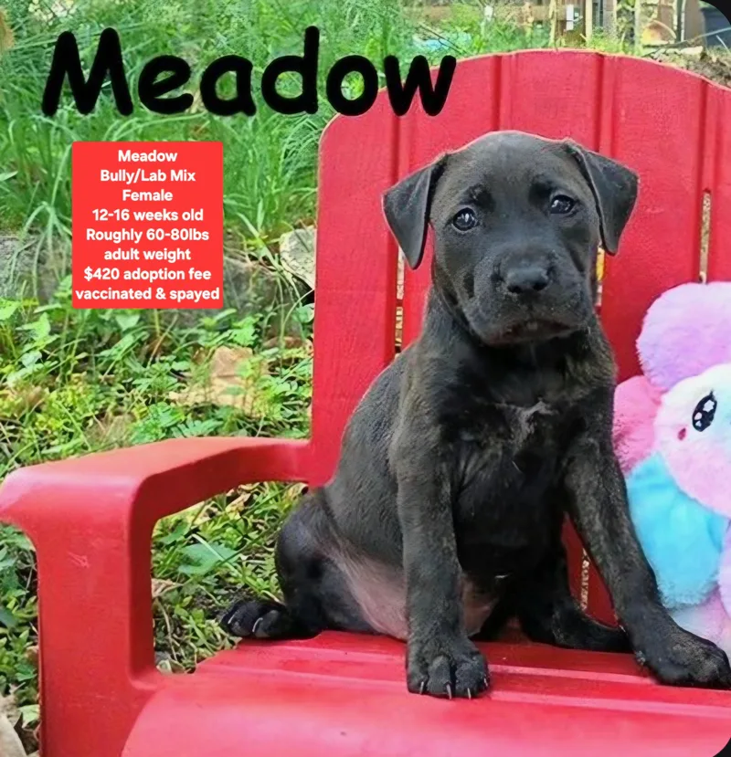 A baby large-sized female American Bully dog named Meadow for adoption in Oviedo, FL
