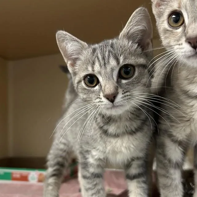A baby small-sized female Domestic Short Hair cat named Livia for adoption in Lincolnton, NC