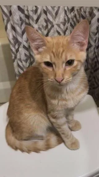 A baby small-sized male Domestic Short Hair cat named Oliver for adoption in Plumerville, AR