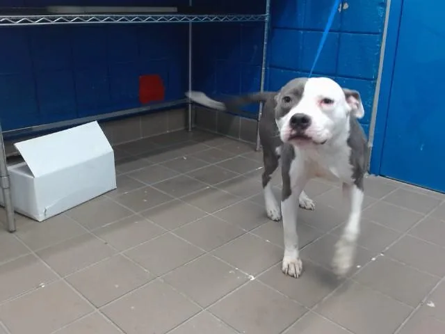 A young small-sized male Pit Bull Terrier dog named Bluey for adoption in Albuquerque, NM