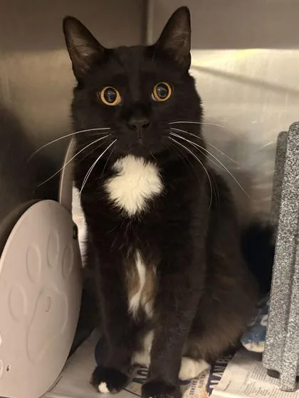 Oreo