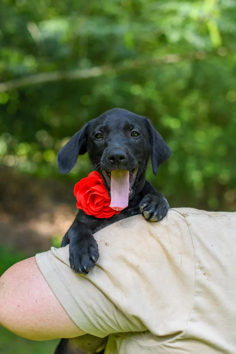 A baby medium-sized female Black Mixed Breed dog named Carlee for adoption in BONIFAY, FL