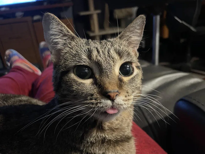 An adult small-sized female Domestic Short Hair cat named Nora for adoption in McKinney, TX