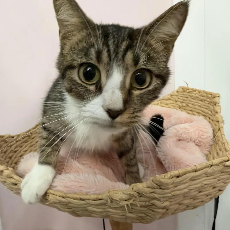 A young medium-sized female Tabby (Brown / Chocolate) Domestic Short Hair cat named Fern for adoption in Nashville, TN