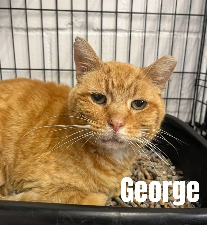 A senior medium-sized male Orange / Red American Shorthair cat named George for adoption in Quincy, MI