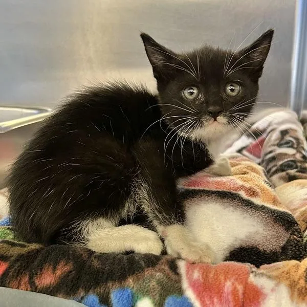 A baby medium-sized female Domestic Short Hair cat named Zeppelin for adoption in Oakland, CA