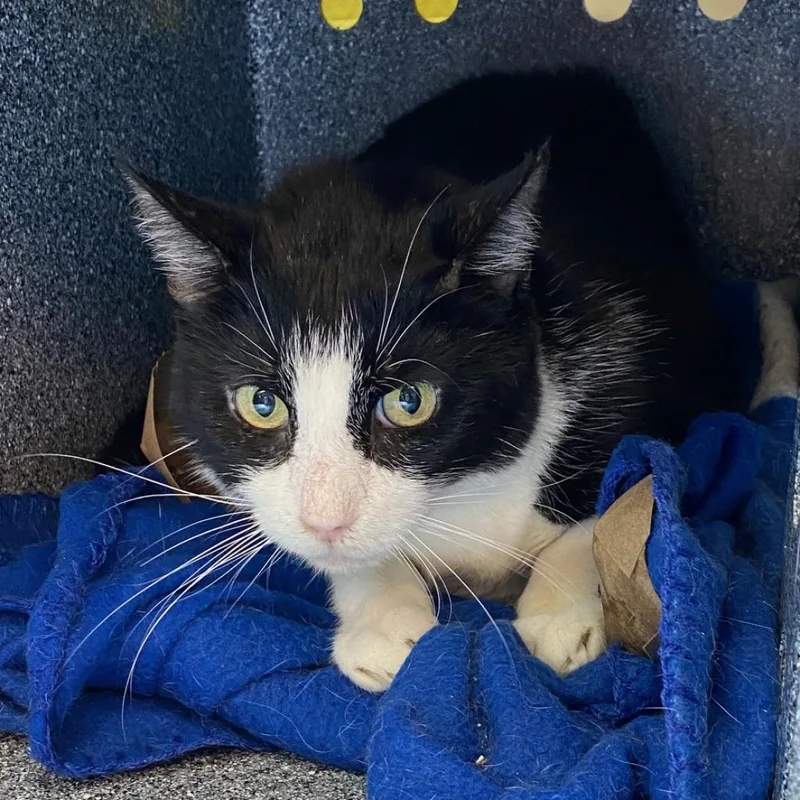 A senior large-sized male Domestic Short Hair cat named Liam for adoption in Los Angeles, CA