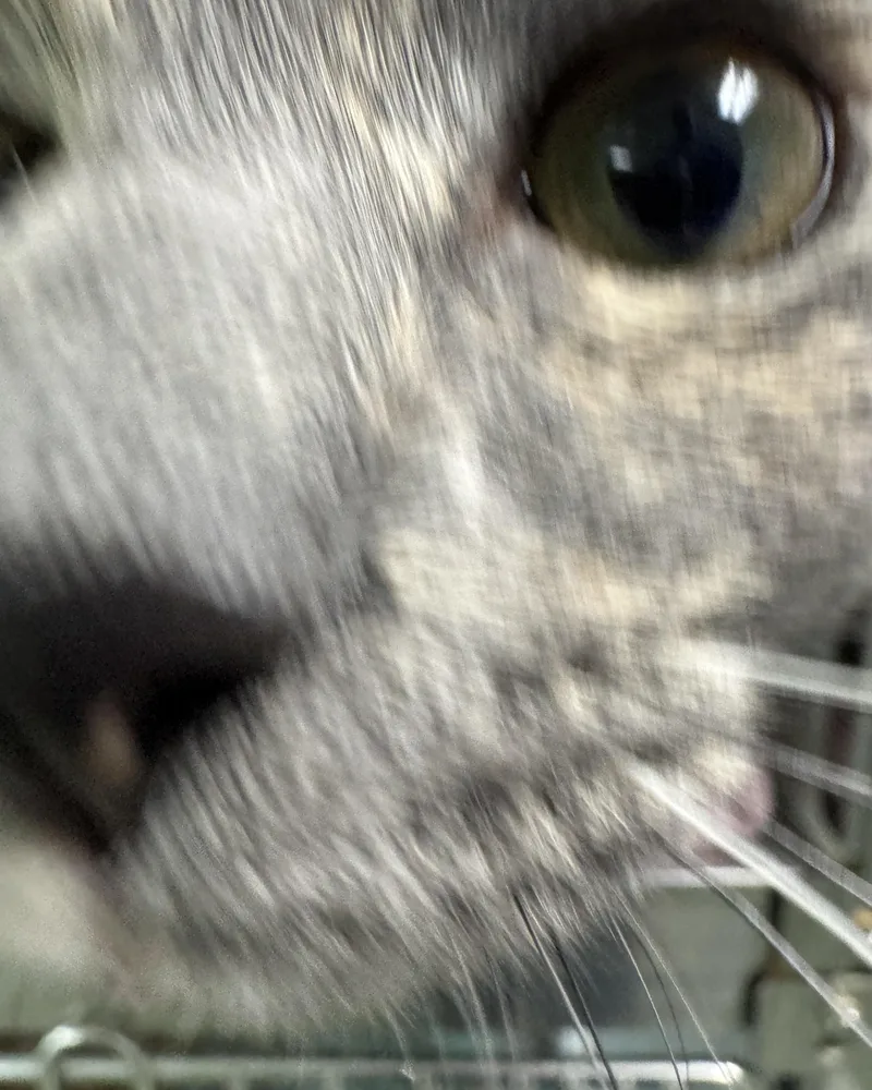 A young medium-sized female Dilute Tortoiseshell Domestic Short Hair cat named Billie Jean for adoption in Seneca, PA