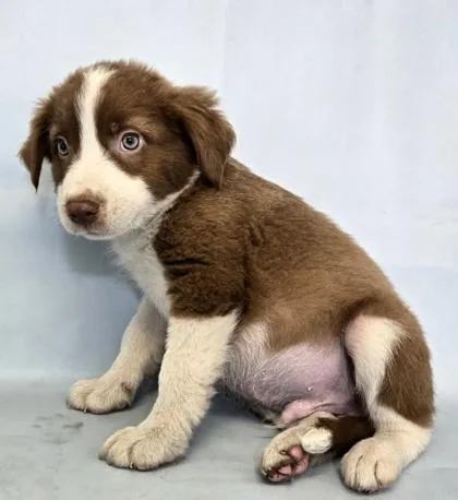A baby medium-sized male Australian Shepherd dog named Kristoff for adoption in Morton Grove, IL