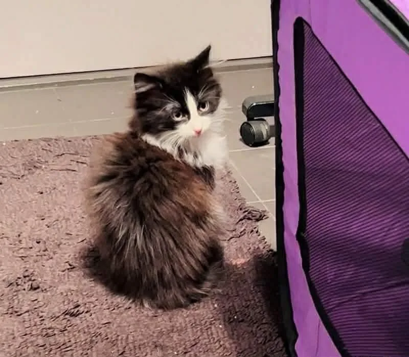 A baby medium-sized male Calico Domestic Long Hair cat named Dino for adoption in Ozone Park, NY