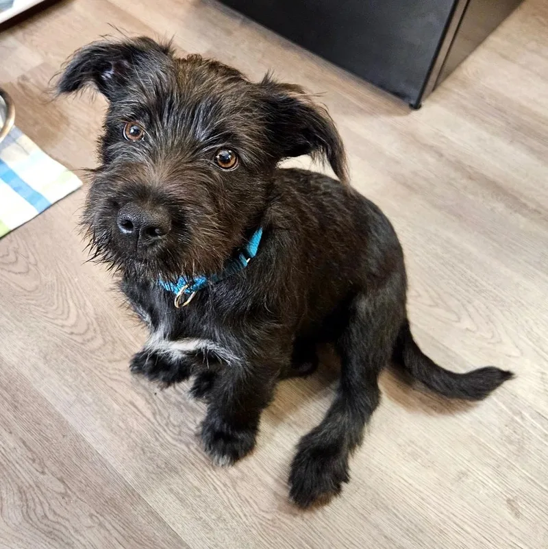 A young medium-sized female Black Schnauzer dog named Carly for adoption in Corpus Christi, TX
