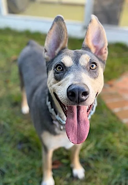 An adult large-sized female Gray / Blue / Silver Siberian Husky dog named Sadie for adoption in Amherst, MA