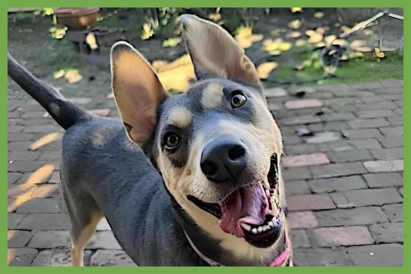 Sadie thumbnail 2