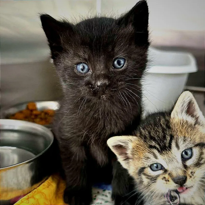 A baby small-sized female Black Domestic Short Hair cat named Alice for adoption in Hannibal, MO