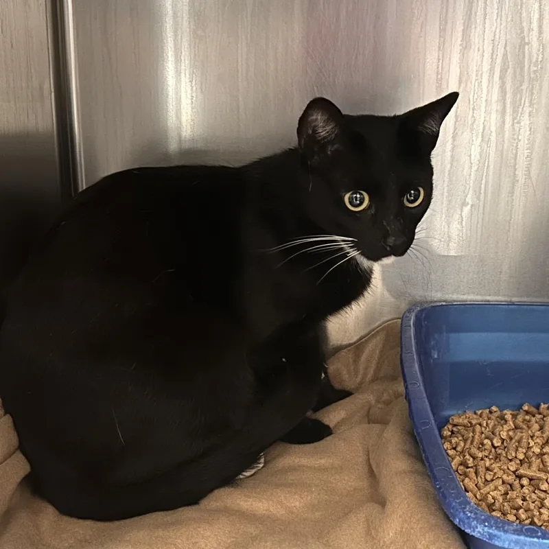 An adult medium-sized male Black Domestic Short Hair cat named Caspian for adoption in Galveston, TX